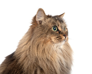 siberian cat in studio