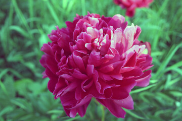 Red garden flower on a background of greenery.