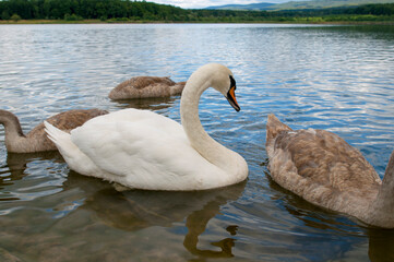 white swans group on the lake swim well under the bright sun