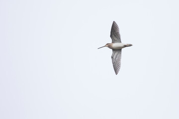 Common Snipe - Bekassine - Gallinago gallinago, Germany (Niedersachsen)
