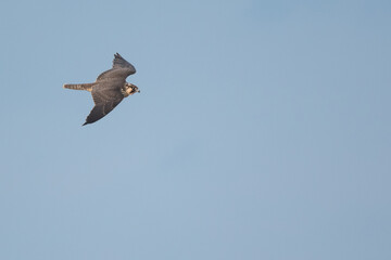 Peregrine Falcon - Wanderfalke - Falco peregrinus ssp. peregrinus, Germany (Niedersachsen), 1st cy