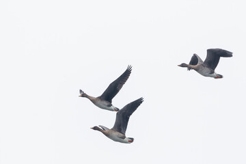 Taiga bean goose - Wald-Saatgans - Anser fabalis fabalis, Germany (Brandenburg)