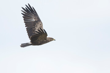Lesser Spotted Eagle - Schreiadler - Clanga pomarina, Romania, adult