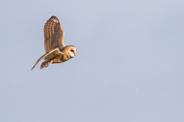 Common Barn-owl - Schleiereule - Tyto alba alba, Germany (Niedersachsen)