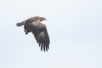 Lesser Spotted Eagle - Schreiadler - Clanga pomarina, Romania, adult