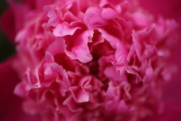 Beautiful blooming pink peony flower close up