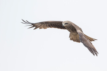 (Eastern) Black Kite - Schwarzmilan - Milvus migrans ssp. lineatus, Russia (Baikal), 2nd cy.