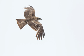 (Eastern) Black Kite - Schwarzmilan - Milvus migrans ssp. lineatus, Russia (Baikal), 2nd cy.