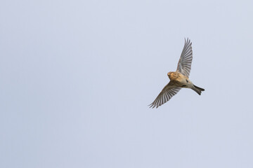 Twite - Berghänfling - Carduelis flavirostris ssp. flavirostris, Germany (Niedersachsen), migrating