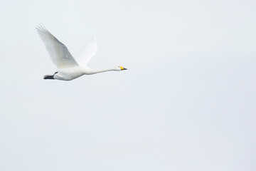 Whooper Swan - Singschwan - Cygnus cygnus, Germany (Mecklenburg-Vorpommern), adult