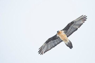 Lammergeier - Bartgeier - Gypaetus barbatus ssp. barbatus, Switzerland, adult