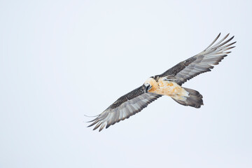 Lammergeier - Bartgeier - Gypaetus barbatus ssp. barbatus, Switzerland, adult