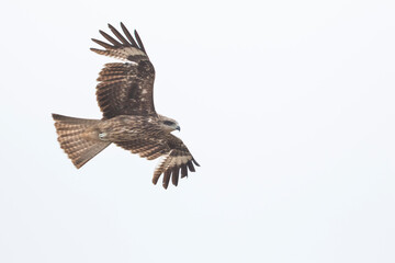 (Eastern) Black Kite - Schwarzmilan - Milvus migrans ssp. lineatus, Russia (Baikal), 2nd cy.
