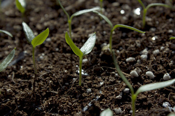 Young plant in the soil