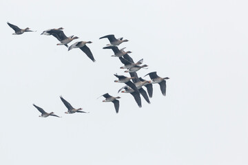 Tundra Bean Goose - Tundra-Saatgans - Anser fabalis ssp. rossicus, Germany (Brandenburg), flock with Greater White-fronted Geese