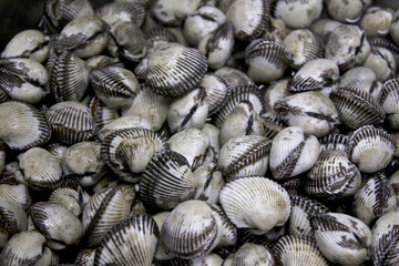 Cockles clams lays on top of each other. Crisp picture of cockle clams nature and fresh seafood