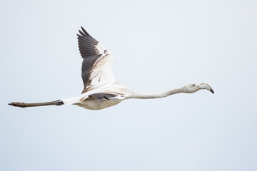 Greater Flamingo, Phoenicopterus roseus