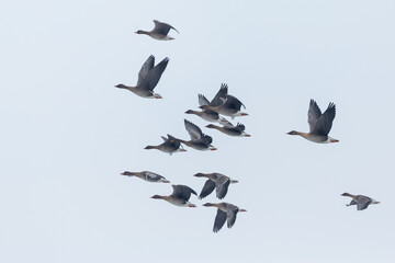 Taiga bean goose - Wald-Saatgans - Anser fabalis fabalis, Germany (Brandenburg), with Tundra bean goose