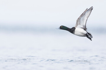 Greater Scaup - Bergente - Aythya marila ssp. marila, Germany (Mecklenburg-Vorpommern), adult, male