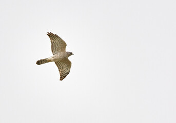 Levant Sparrowhawk, Accipiter brevipes