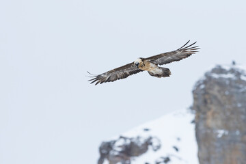 Lammergeier - Bartgeier - Gypaetus barbatus ssp. barbatus, Switzerland, presumably 5th cy.