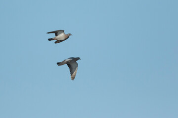 Stock Dove - Hohltaube - Columba oenas ssp. oenas, Romania, adult