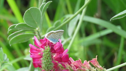 Farfalla