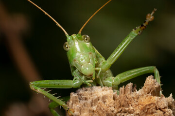 Great green bush-cricket (Tettigonia viridissima) on a dry branch with a raised leg.  Place for text.