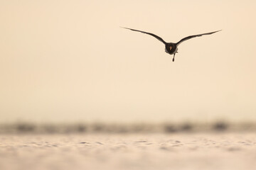 Oystercatcher - Austernfischer - Haematopus ostralegus ostralegus, Germany (Schleswig Holstein)