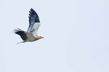 Egyptian Vulture - Schmutzgeier - Neophron percnopterus ssp. percnopterus, Tajikistan, adult