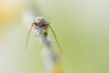 Macro image of an insect in Germany