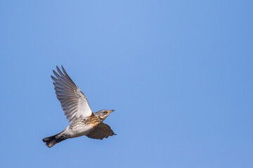 Fieldfare - Wacholderdrossel - Turdus pilaris, Germany (Niedersachsen), migrating, adult