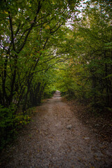 Fototapeta na wymiar road in a mountain autumn forest
