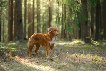 Naklejka na ściany i meble dog in forest. Nova Scotia Duck Tolling Retriever in nature among the trees. 