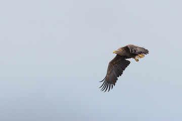 White-tailed Sea-Eagle - Seeadler - Haliaeetus albicilla, Germany (Mecklenburg-Vorpommern), adult