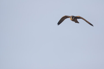 Eurasian Hobby - Baumfalke - Falco subbuteo ssp. subbuteo, Germany (Lower Saxony), 1st cy