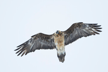 Lammergeier - Bartgeier - Gypaetus barbatus ssp. barbatus, Switzerland, presumably 5th cy.