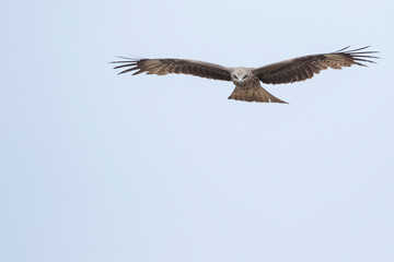 (Eastern) Black Kite - Schwarzmilan - Milvus migrans ssp. lineatus, Russia (Baikal), 2nd cy.