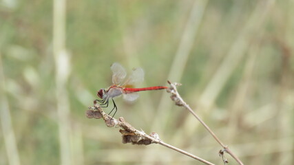 Libellula