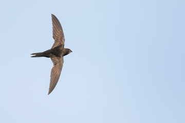 Fototapeta premium Common Swift - Mauersegler - Apus apus ssp. apus, Germany (Baden-Württemberg), adult