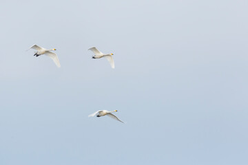 Fototapeta premium Whooper Swan - Singschwan - Cygnus cygnus, Germany (Brandenburg), adult