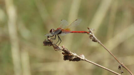 Libellula