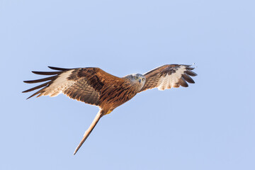 Red Kite - Rotmilan - Milvus milvus, France (Corsica), adult