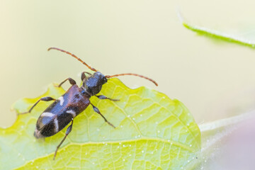 Macro image of an insect in Germany