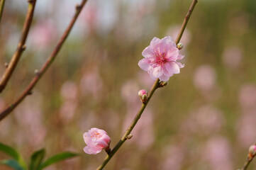 Close up of light pink peach blossom branch in garden