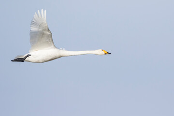 Whooper Swan - Singschwan - Cygnus cygnus, Germany (Mecklenburg-Vorpommern), adult