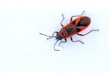 Macro image of an insect in Germany