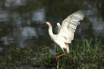 Great white egret standing on a stick