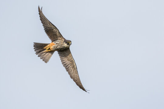 Eurasian Hobby - Baumfalke - Falco subbuteo ssp. subbuteo, Russia (Baikal), adult