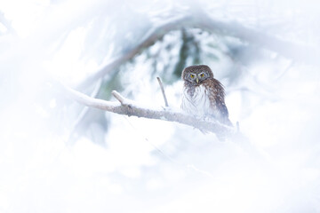 Eurasian Pygmy-Owl - Sperlingskauz - (Glaucidium passerinum ssp. passerinum, Germany (Baden-Württemberg), adult